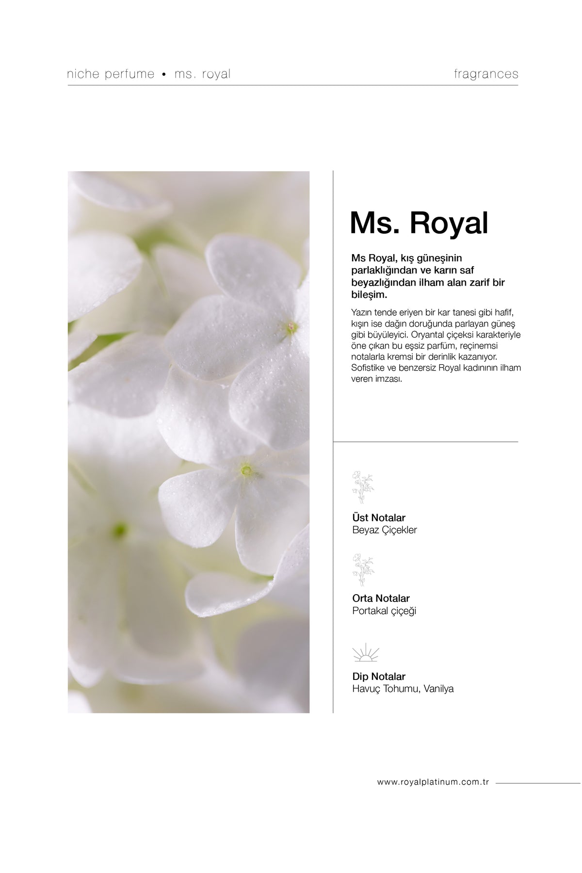 MS ROYAL